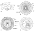 Thumbnail for version as of 05:14, 23 January 2023