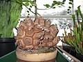 Dioscorea elephantipes jako pokojová rostlina