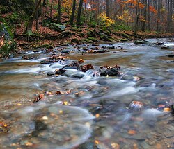 Swift Run in the Theodore A. Parker III Natural Area