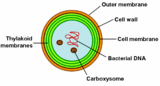 Request: Redraw as SVG, move to Commons. Taken by: Nesnad New file: Synechocystis.svg