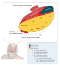 Miniatura para Núcleo ventral posterior