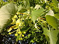 Miniatura para Tilia cordata