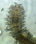 Trypanosyllis coeliaca