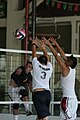 el voleibol/vòlei (o voleibol)