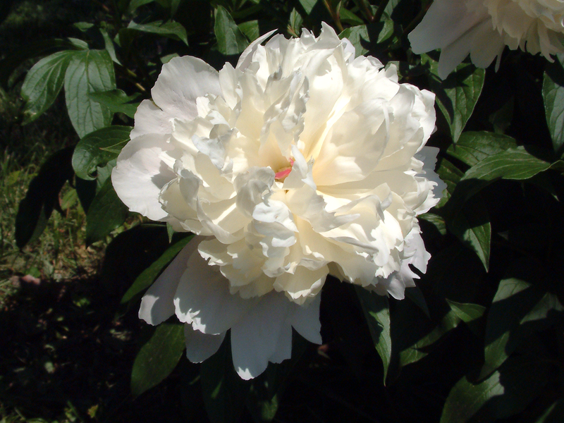 Fájl:White peony.png