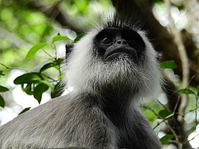 Tufted gray langur