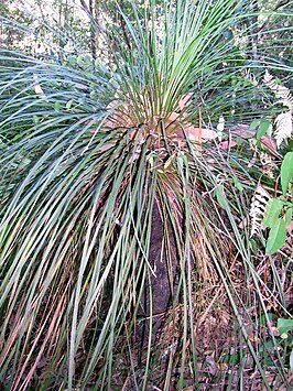 Xanthorrhoea arborea