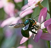 Златно зелена пчела дърводелец (Xylocopa aerata)