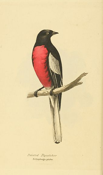 Plate 3.