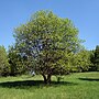 Miniatura para Salix caprea