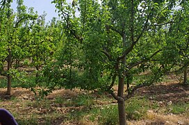 Овоштарник со крушови дрвја во Сирково