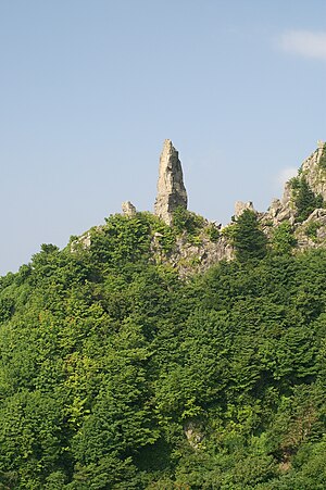 울릉 도동 섬개야광나무와 섬댕강나무 군락