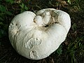 Calvatia gigantea