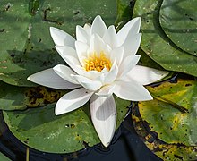 White water lily