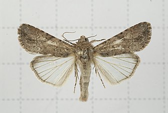 Spodoptera mauritia