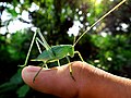 Katydid Grasshopper