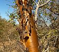 Acacia exuvialis, bas, a, Voortrekkerbad.jpg