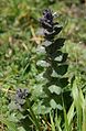 Ajuga orientalis