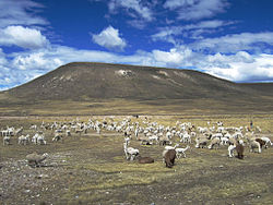 Alpacas grazing on the plateau west of Lagunillas Lake, Santa Rosa District