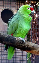 A green parrot with red-tipped wings and forehead, and white eye-spots