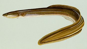 American eel Latina: Anguilla rostrata