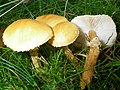 Cystoderma amianthinum