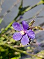 Anchusa azurea