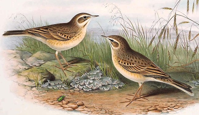 Fâsa de câmp după John Gould (The birds of Great Britain)