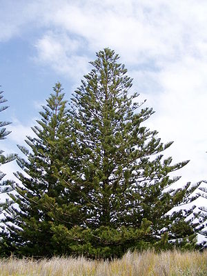 Many conifers show particularly strong apical dominance, strongest of all in the family Araucariaceae, showing a single erect central trunk with strongly differentiated horizontal branching. Cuttings of Araucariaceae species taken from a side branch will not develop erect growth. Araucaria heterophylla, South Durras, New South Wales, Australia.