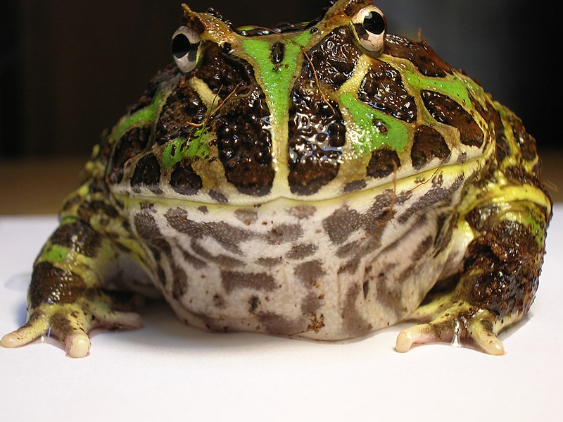 http://upload.wikimedia.org/wikipedia/commons/thumb/3/3f/Argentine_Horned_Frog_%28Ceratophrys_ornata%291.JPG/800px-Argentine_Horned_Frog_%28Ceratophrys_ornata%291.JPG