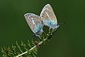 Aricia eumedon