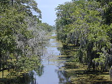 Daylight photo of canal with many tree branches stretching from the banks out over the canal.