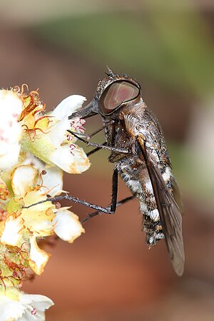 Bee fly feeding
