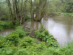 Biberdamm in der Eifel