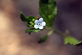 Bothriospermum tenellum