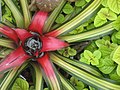 Photo of a Neoregelia at the United States Botanic Garden.