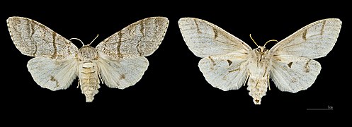 Femelle, Glières, MHNT