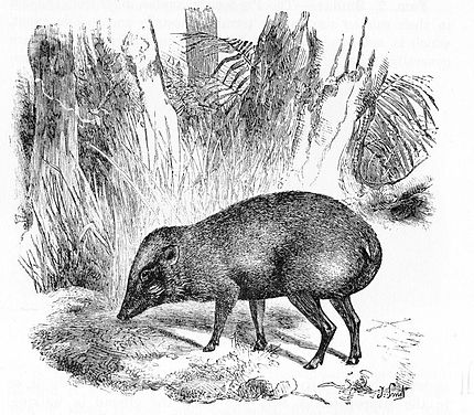 Pygmy Hog Facts