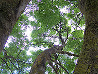 Canopy of a forest