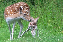 Mother European fallow deer and fawn Careful mother (624072334).jpg