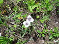 Cat's ear flower