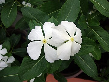 Dừa cạn (Catharanthus roseus)