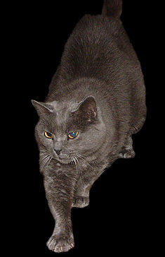 Chartreux - Wikipedia