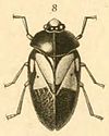 Choconta cycleata.jpg