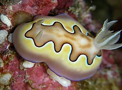 Description de l'image Chromodoris coi.jpg.