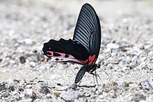 Papilio alcmenor mâle en train de faire du mud-puddling