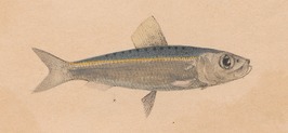 Herklotsichthys punctatus