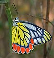 Uma borboleta branca com asas manchadas em amarelo e pintas vermelhas na extremidade exterior, as asas são contornadas de preto-azulado; a borboleta em questão está pousada em uma folha.