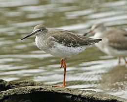 Piroslábú cankó (Tringa totanus)