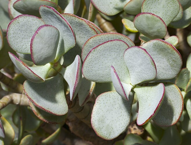 Толстянка древовидная (Crassula arborescens)